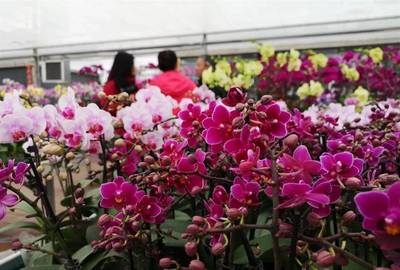 明天開(kāi)幕！武漢第八屆迎春花市暨首屆梁子湖年貨節(jié)邀您賞花購(gòu)年貨